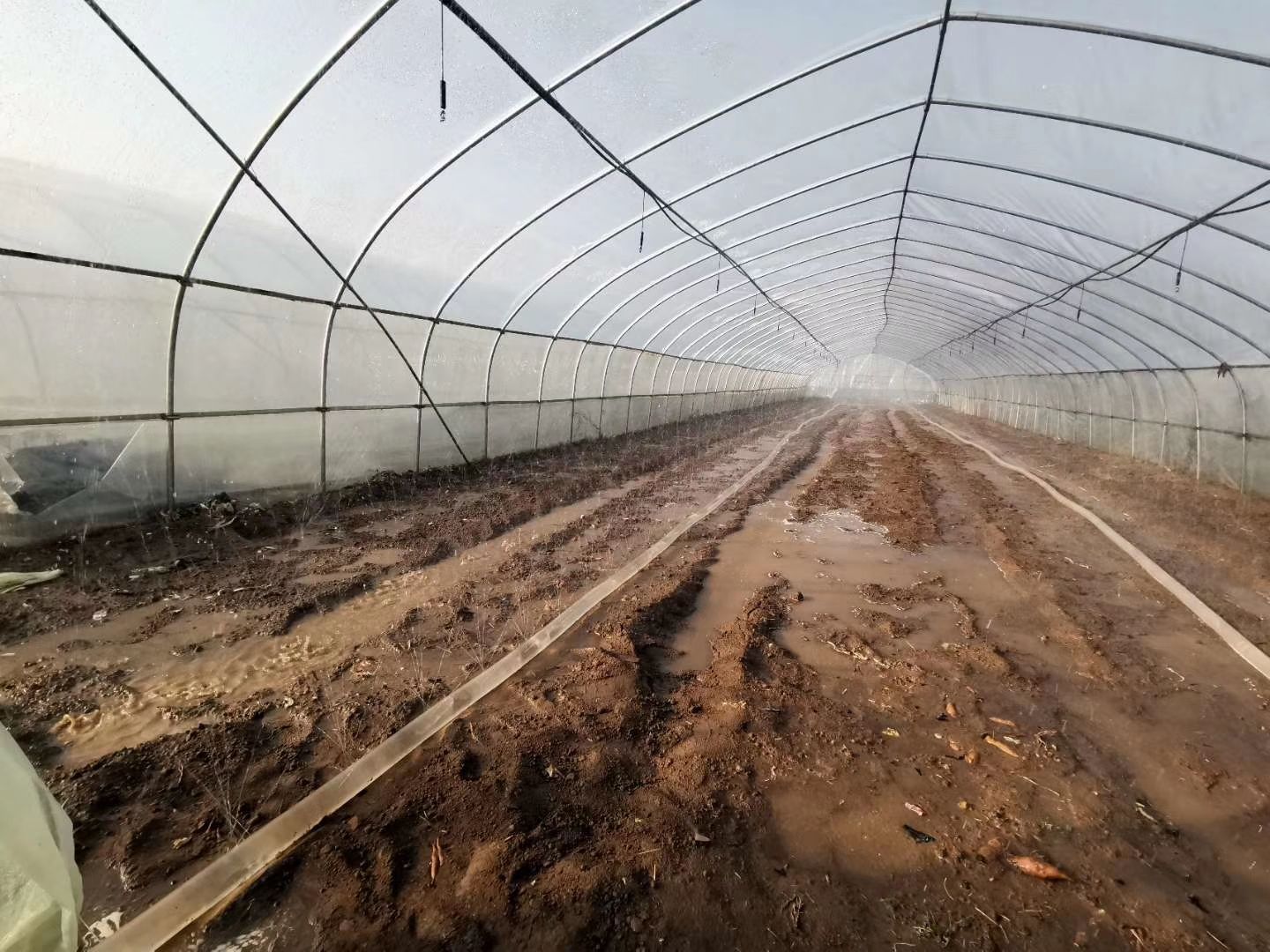 普薯32红薯苗 脱毒西瓜红红薯苗育苗基地，量大从优