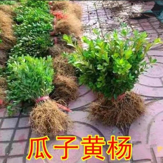 沭阳县小叶黄杨苗  瓜子园林绿化树苗南方北方种植黄杨庭院地栽盆栽黄杨球