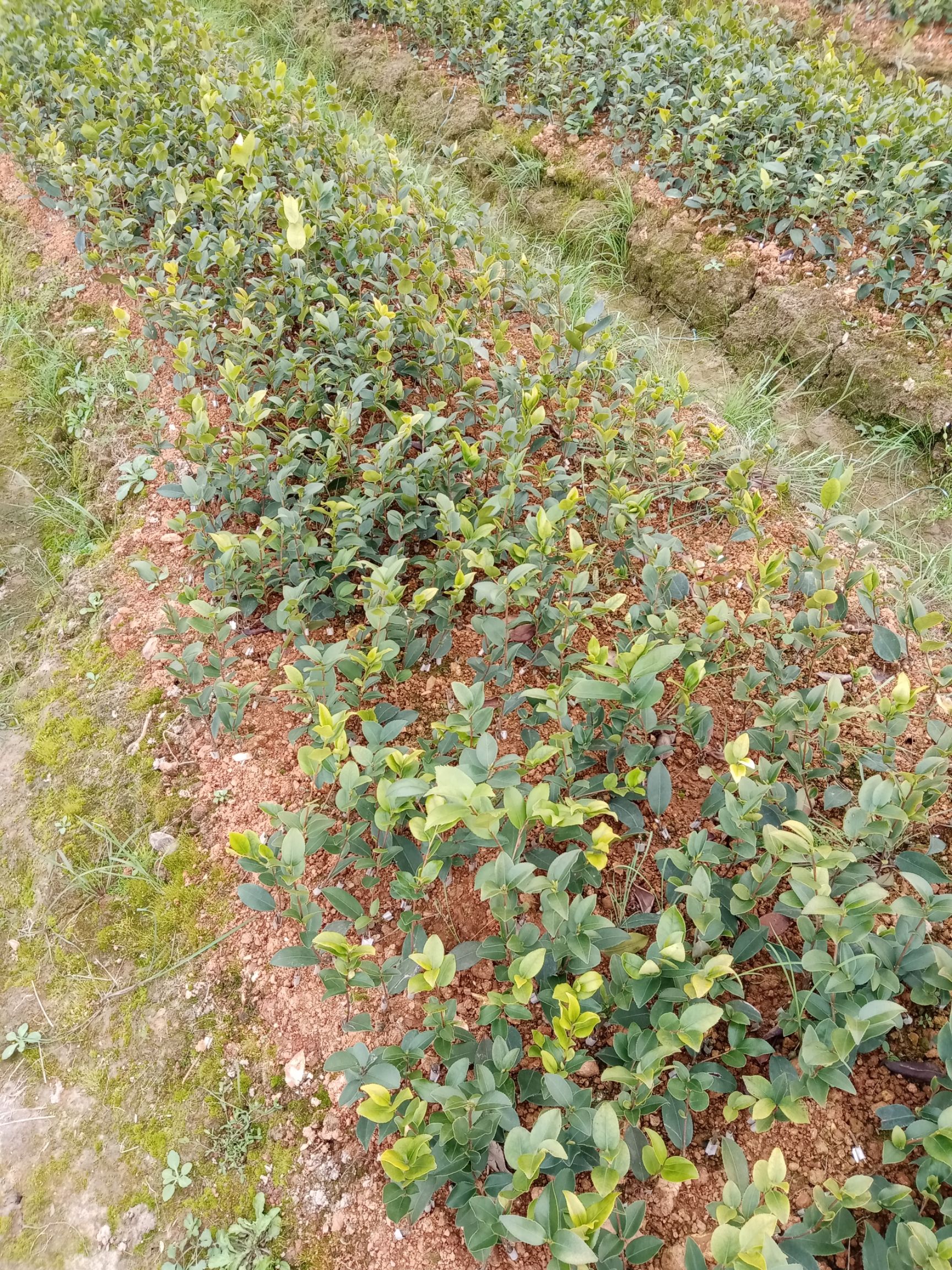 油茶树苗  一年，嫁接油茶苗大量供应，价格从优，10公分