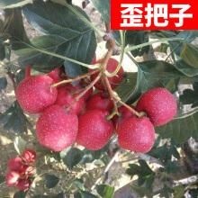 平邑县 大棉球山楂苗歪把子山楂嫁接苗大绵球山楂树苗南北方种植当年结