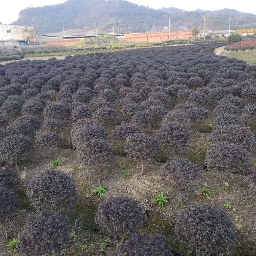 宁波龟甲冬青 茶梅球，红花积木，茶梅柱