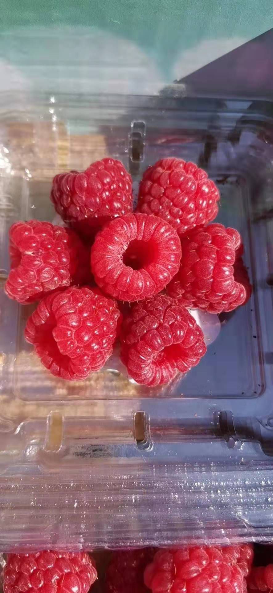 树莓苗双季树莓苗红树莓苗新树莓苗新起苗适合大面积种植