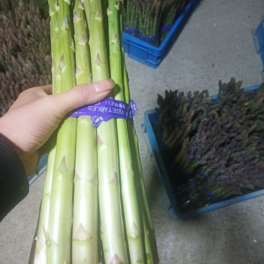 南通绿芦笋 有钱大家赚。不挣钱都不干。