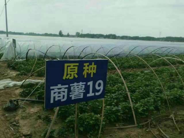 禹州市 商薯19红薯苗，烟薯25，济薯25，西瓜红，龙九