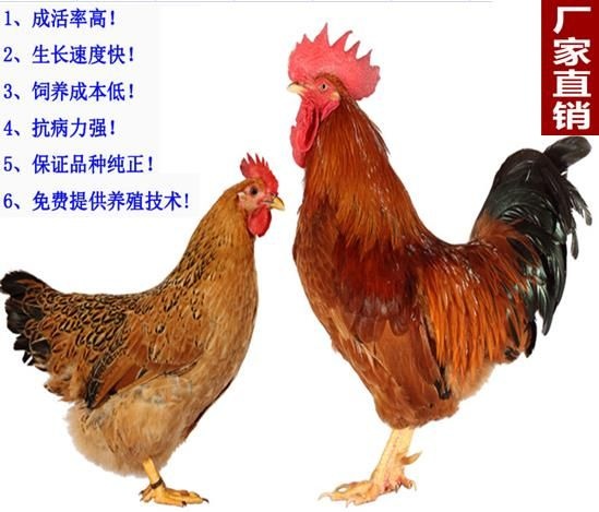 南宁 灵山土鸡苗