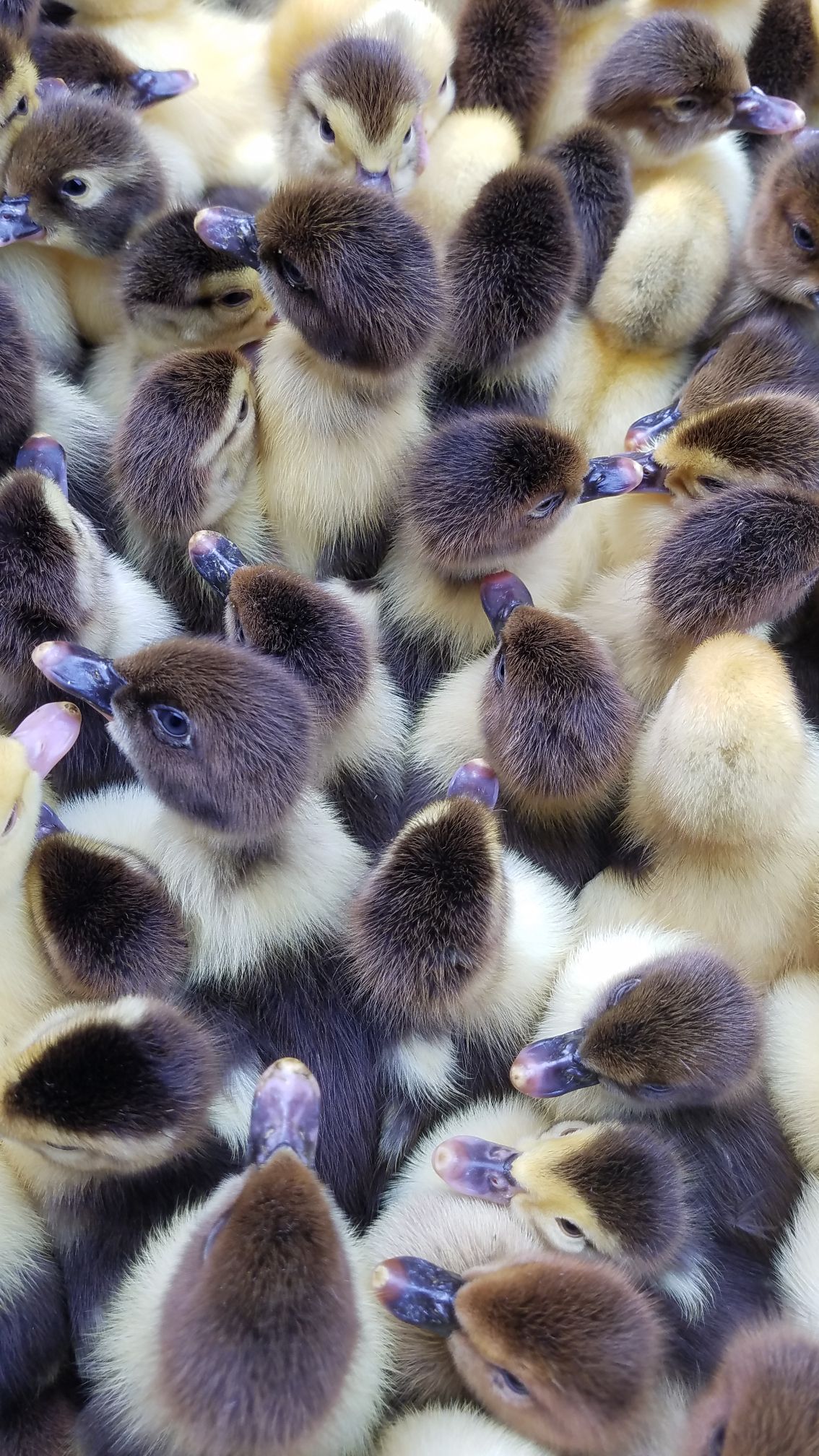  西洋鸭苗   质量保证