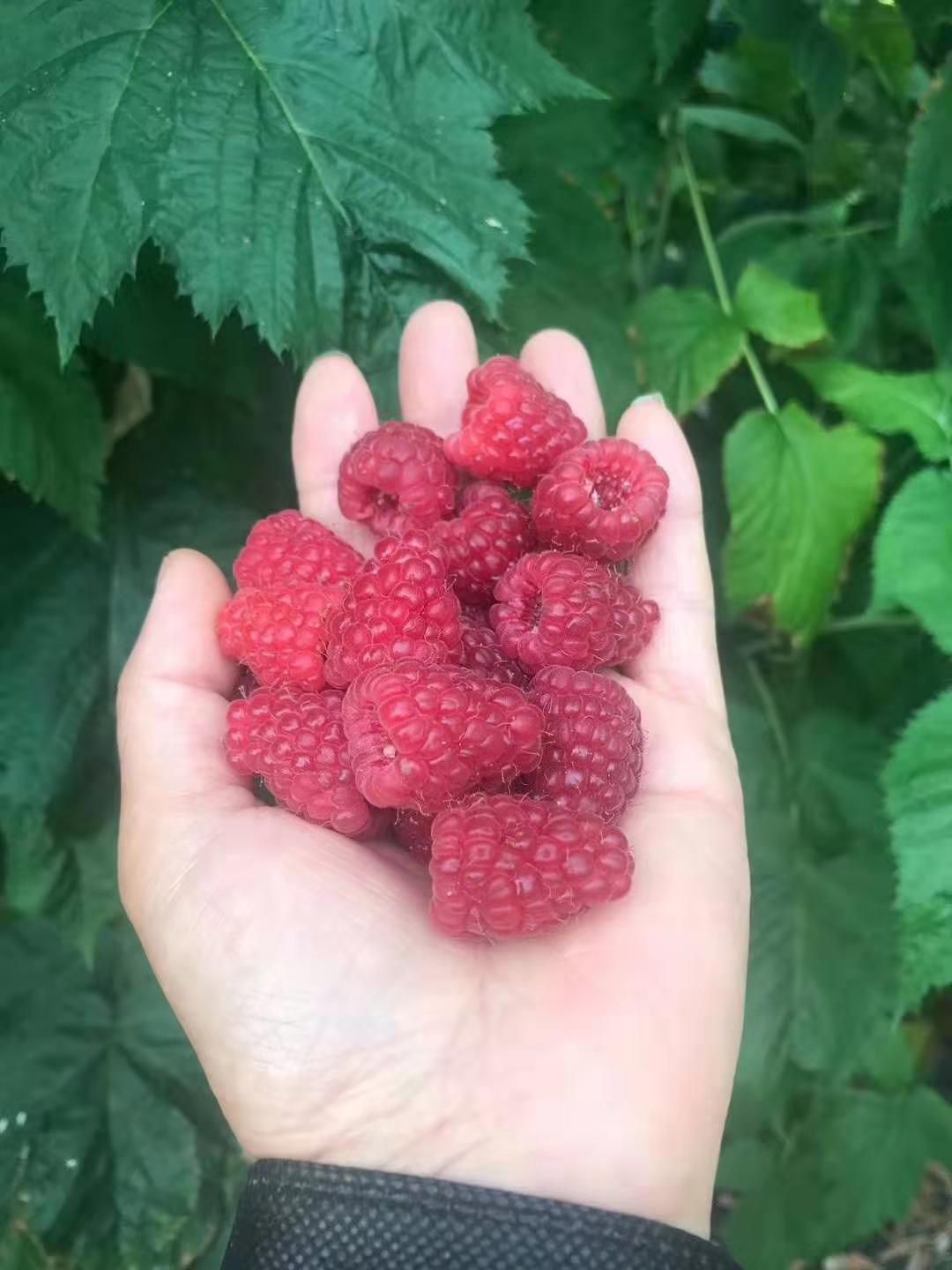 树莓苗双季树莓苗红树莓苗新树莓苗新起苗适合大面积种植