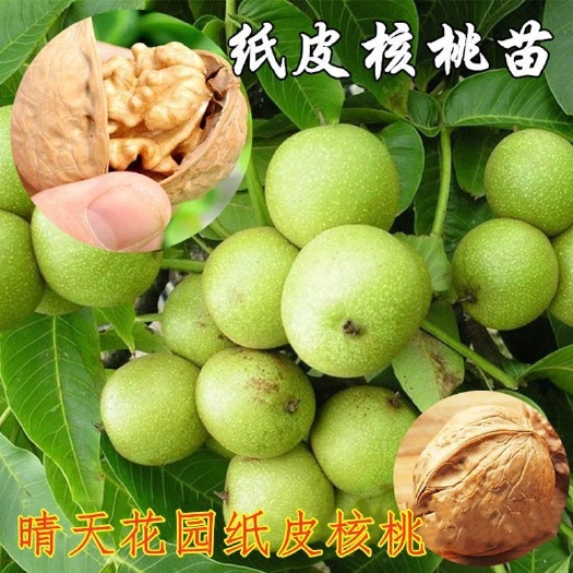 平邑县薄皮核桃苗 薄皮核一级桃苗，保证成品，保证现挖现发