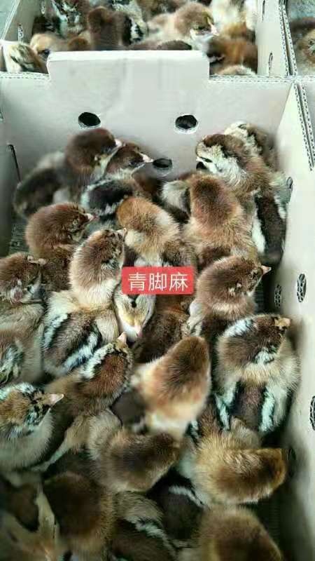 南宁青脚麻鸡苗 公