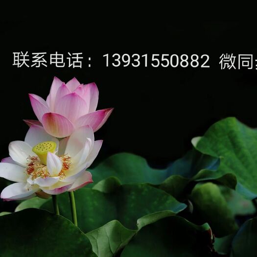 唐山美早苗 樱桃树3—4公分