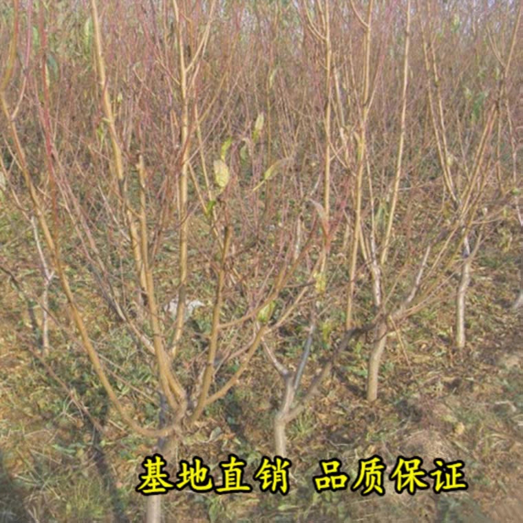 冬桃苗质量保证结果多多嫁接苗适合南北方种植