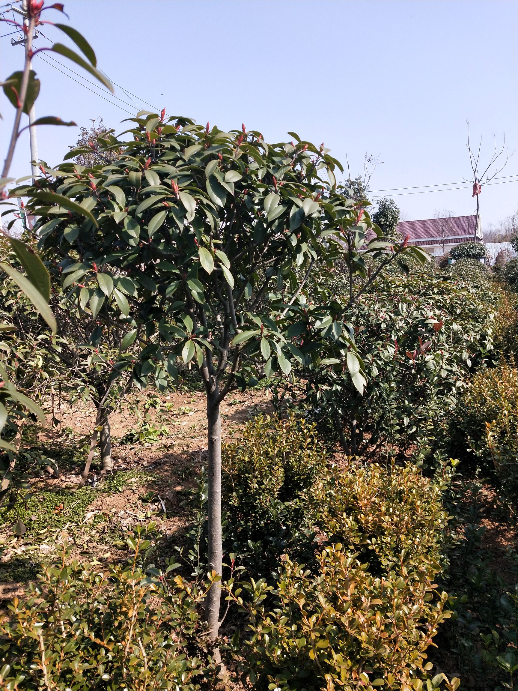 獨杆紅葉石楠色塊綠籬苗圃園林道路綠化苗木紅葉石楠球苗