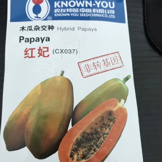 广州红心木瓜苗 红妃水果木瓜种苗(矮生早熟，非转基因，甜度高