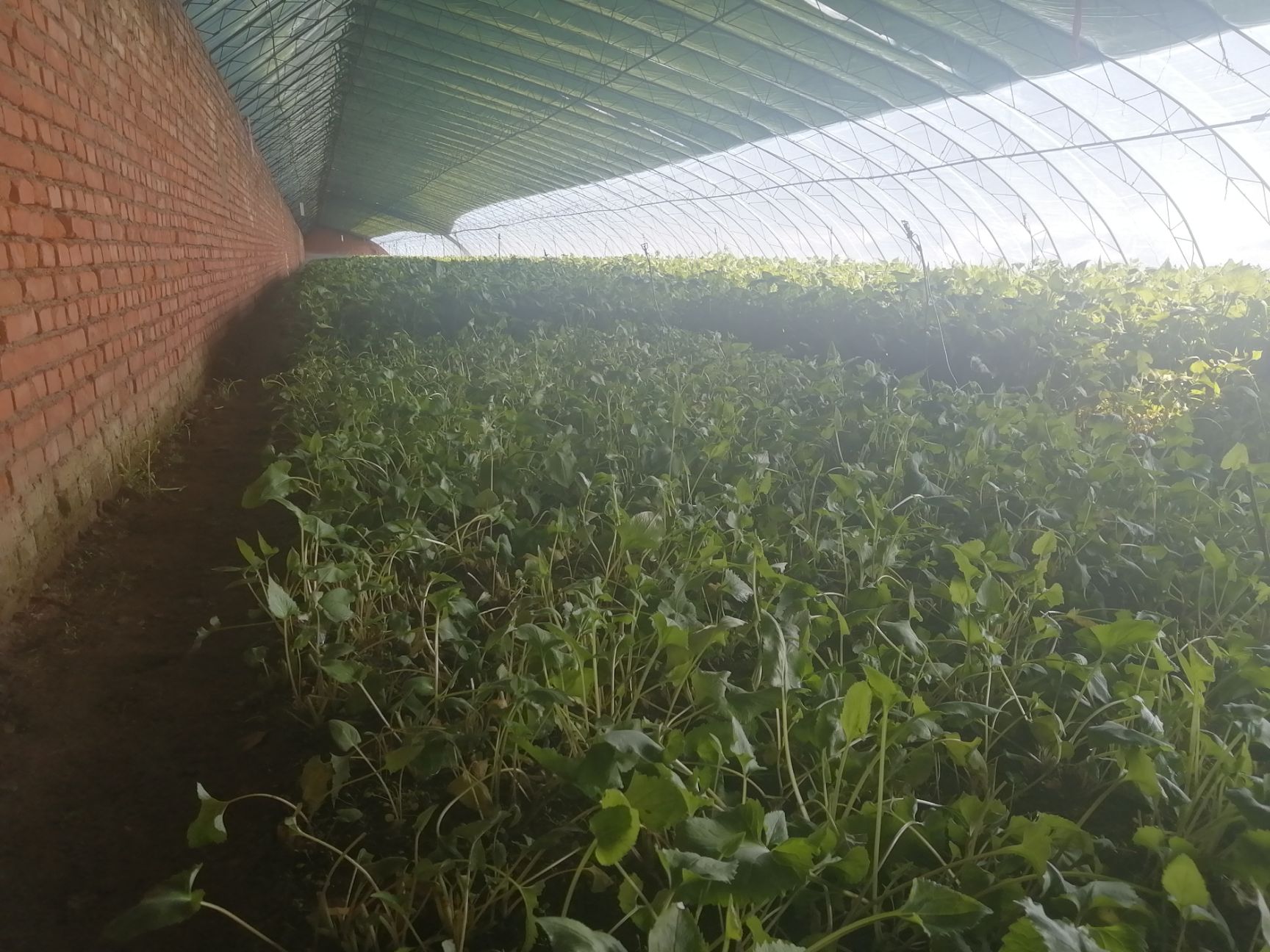 东风菜