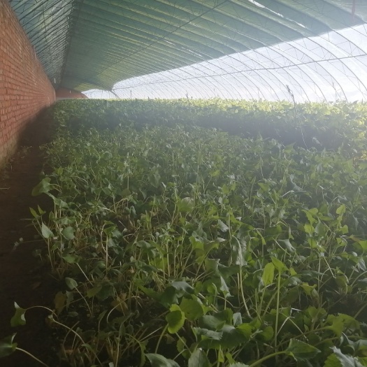 桓仁县东风菜