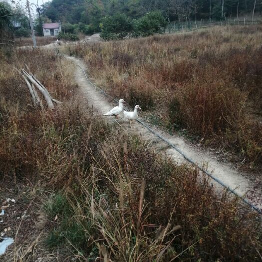 常山县 大山里的散养土鸭