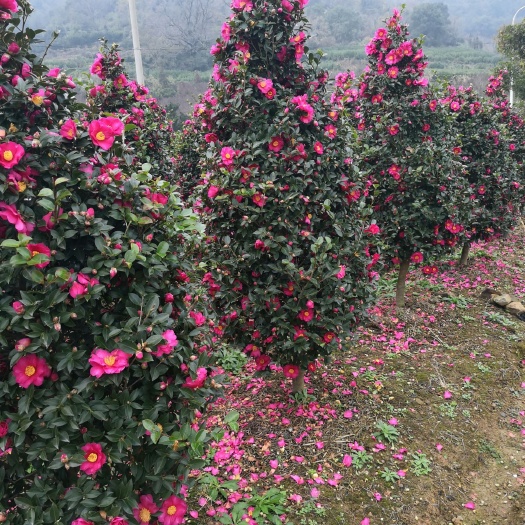 宁波茶梅 货源充足，质量好