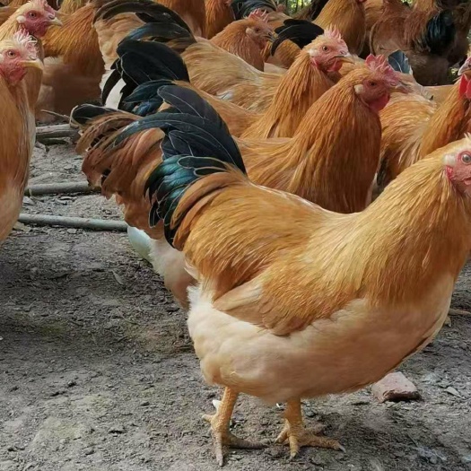 南宁三黄鸡苗 公