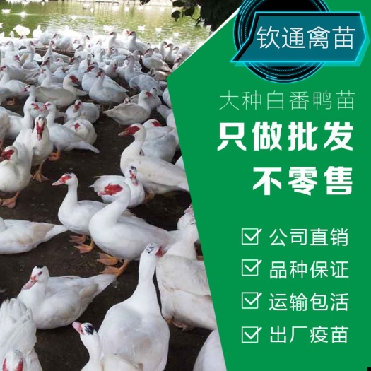 化州市 鸭苗  白番鸭苗 番鸭苗