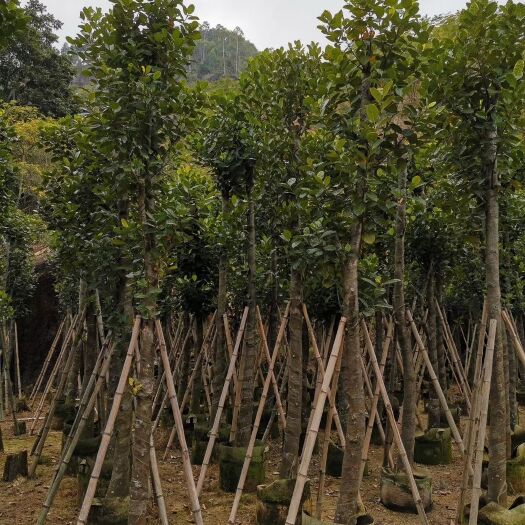 普宁市马来西亚一号菠萝蜜苗 菠萝蜜树8—9—10—11分