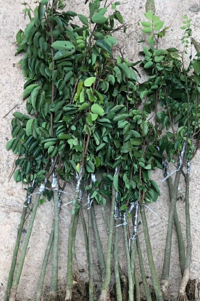 杨桃树苗 四季甜杨桃苗嫁接苗产量高种植当年结果