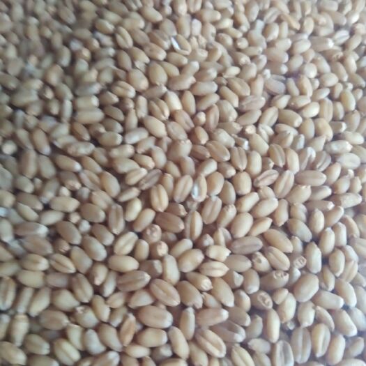 社旗县混合小麦  20年新小麦质量优价格便宜