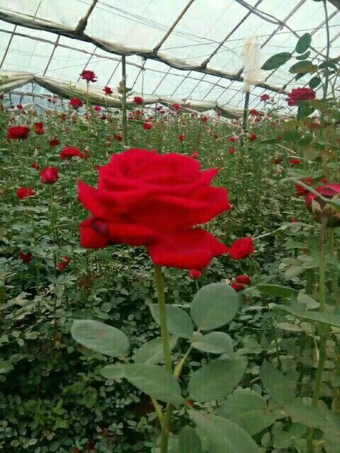 卡罗拉月季  基地直供云南昆明卡罗拉玫瑰月季花苗 裸根扦插小