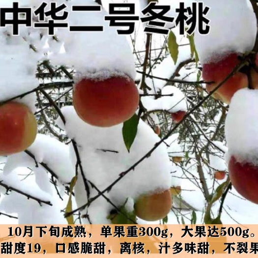 平邑县冬桃苗质量保证结果多多嫁接苗适合南北方种植
