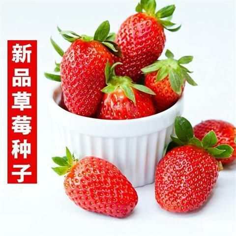 潮州 四季播种草莓种子奶油草莓室内阳台盆栽家庭蔬菜水果花卉植物