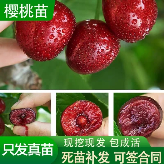 平邑县美早苗 美早大樱桃 根系发达 包邮发货