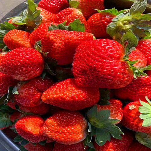  现摘冬草莓新鲜水果甜草莓露天奶油牛奶草莓