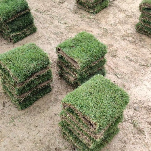 长沙 千亩基地大量供应马尼拉草皮价格优惠量大从优