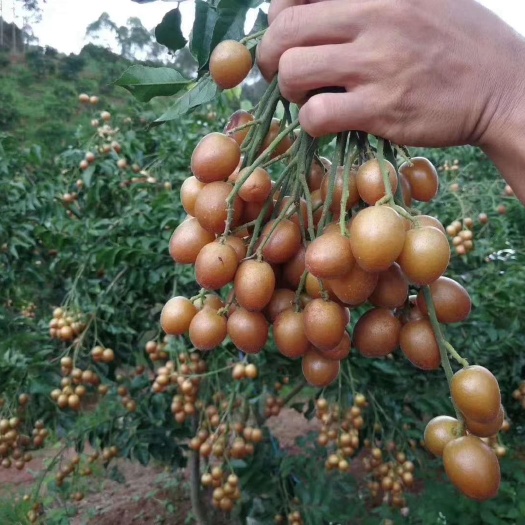 灵山县黑黄皮果苗 黑金刚黄皮又称黑黄皮，根部发达，苗子靓丽，果子甜度高。