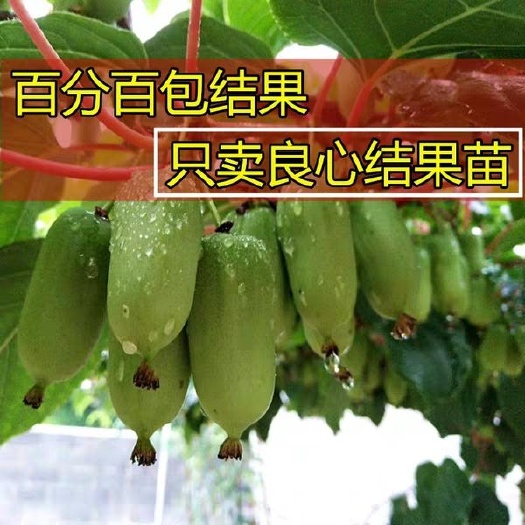 平邑县龙成二号苗 软枣猕猴桃龙城二号，耐寒品种，果香甜多汁，高产，基地直售苗