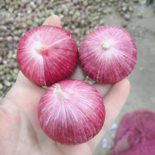 弥渡县紫皮独头蒜 4.5cm以下 独头