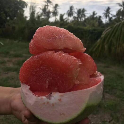 灵山县三红蜜柚苗 正中的三红密柚，嫁接苗可带营养杯发货
