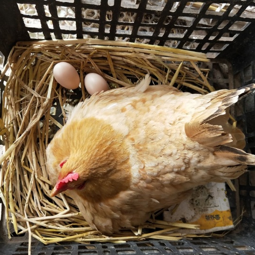 铜陵土鸡蛋  中国土蛋