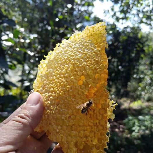 元阳县 天然蜂蜜