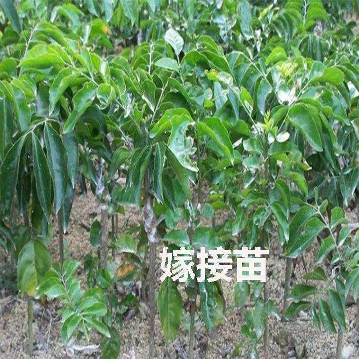 无核黄皮果苗 黑黄皮，无核黄皮，鸡心黄皮 ，贵妃黄皮，紫肉黄皮等，品种齐全