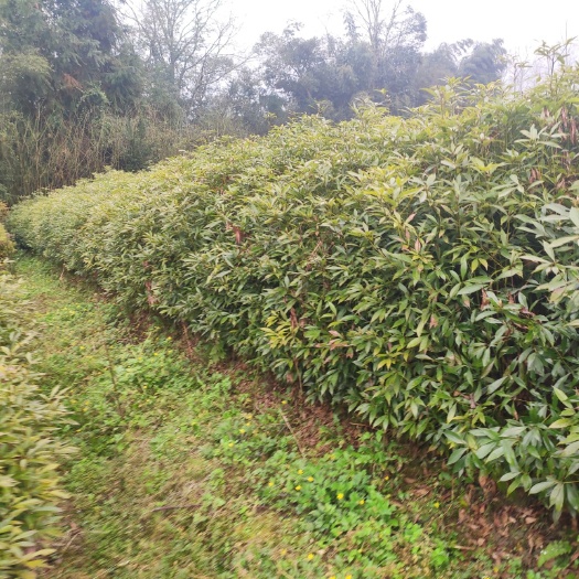 芦山县 楠木苗