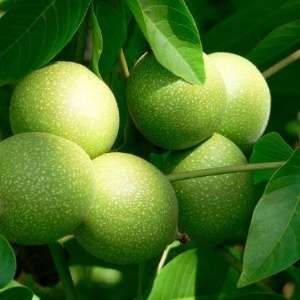 平邑县香玲核桃苗  香玲核桃