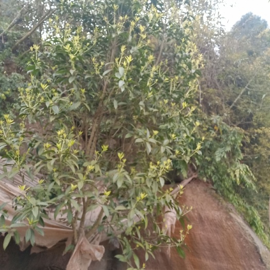 荣县 黄金桂花树