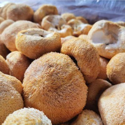 牡丹江干猴头菇  包邮 东北特产猴头菇特产干货食用菌厂家