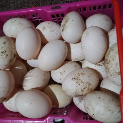 新晃县 喂家粮的农家鸭蛋食用，孵化都可以