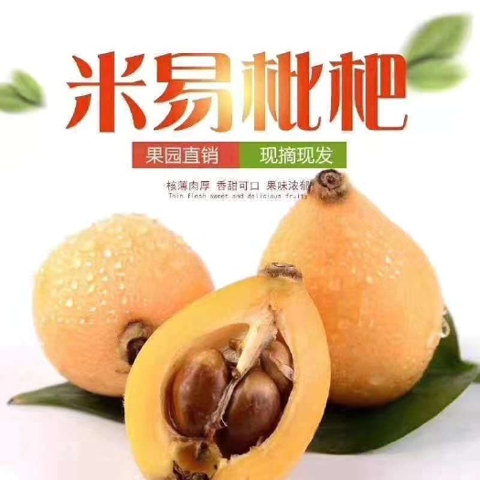 米易县 阳光米易枇杷，
