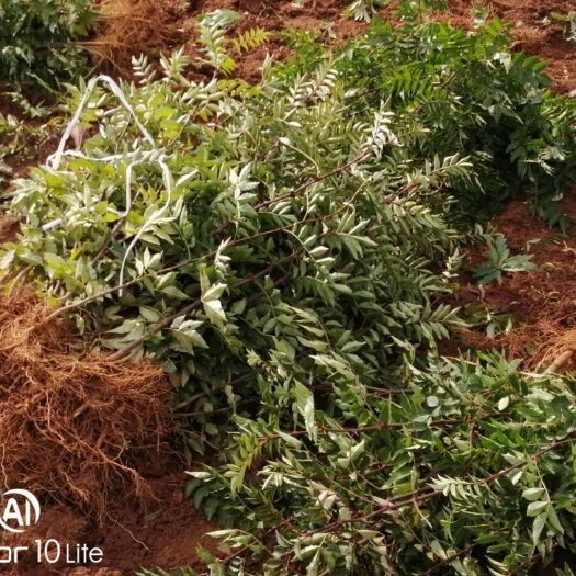 洛南县 优质狮子头花椒苗成活率高.全国包邮