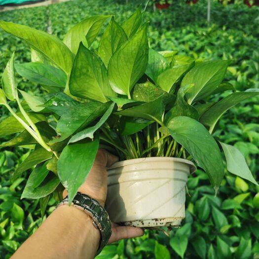 广州特A级绿萝