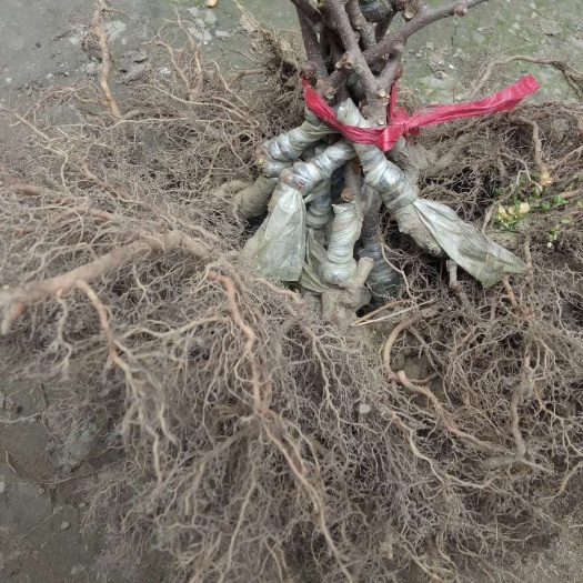 周至县徐香猕猴桃苗 2020疫情过后 徐香猕猴桃，根系发达，无病虫害，成果率高