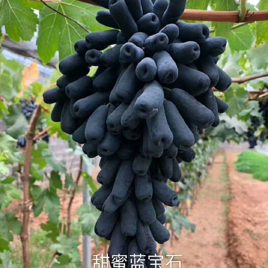 平邑县蓝宝石葡萄苗