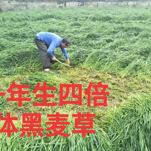 郓城县 黑麦草种子一年生四倍体黑麦草
